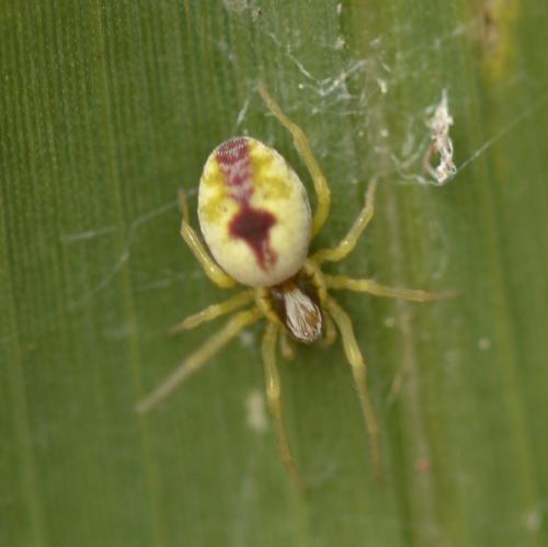 Nigma puella